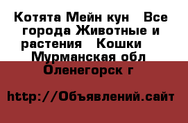 Котята Мейн кун - Все города Животные и растения » Кошки   . Мурманская обл.,Оленегорск г.